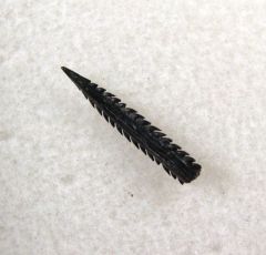 Myliobatis latidens