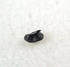 Myliobatis latidens