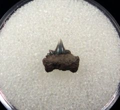 Hexanchus collinsonae symphyseal tooth for sale – Buried Treasure Fossils