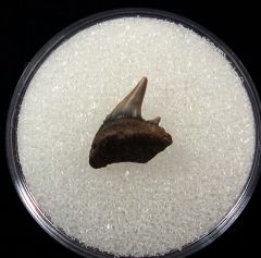 Hexanchus collinsonae parasymphyseal tooth for sale – Buried Treasure Fossils