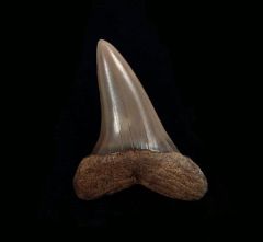 Isurus retroflexus                             