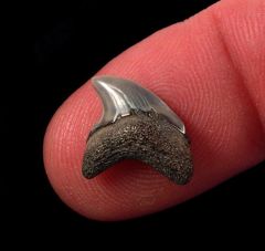Giant Thresher shark tooth for sale |  Buried Treasure Fossils