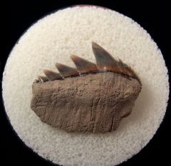 Maryland Cow shark tooth for sale | Buried Treasure Fossils