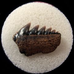 Notorynchus primigenus - Maryland