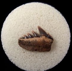 Notorynchus primigenus - Maryland