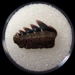 Notorynchus primigenus - Maryland