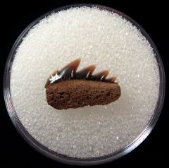 Notorynchus primigenus - Maryland
