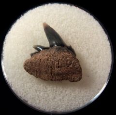 Notorynchus primigenus - Maryland
