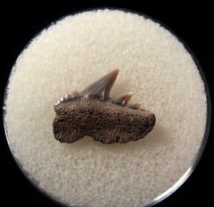 Notorynchus primigenus - Maryland