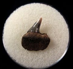 Notorynchus primigenus - Maryland