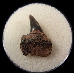 Notorynchus primigenus - Maryland