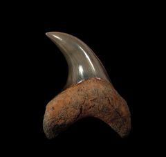 Parotodus benedeni   Calvert Cliffs               