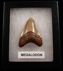 Real Megalodon teeth for sale | Buried Treasure Fossils