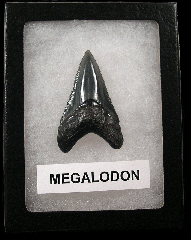 Cheap Megalodon tooth for sale | Buried Treasure Fossils