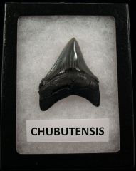 Cheap Megalodon tooth for sale | Buried Treasure Fossils