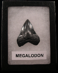 Cheap Megalodon tooth for sale | Buried Treasure Fossils