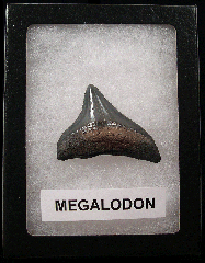 Cheap Megalodon tooth for sale | Buried Treasure Fossils