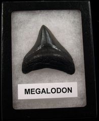 My First Megalodon tooth for sale | Buried Treasure Fossils