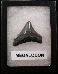 Cheap Megalodon tooth for sale | Buried Treasure Fossils