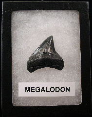 Small Megalodon tooth for sale