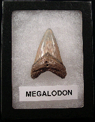 Cheap Megalodon tooth for sale | Buried Treasure Fossils