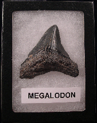 Real Chubutensis shark tooth for sale | Buried Treasure Fossils