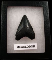 Real Chubutensis shark tooth for sale | Buried Treasure Fossils