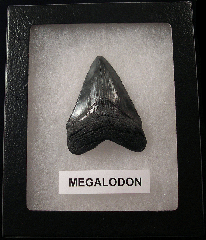 Killer SC Megalodon shark teeth for sale | Buried Treasure Fossils