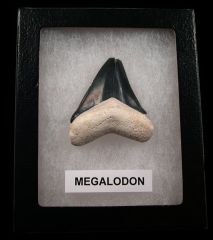 Real Florida Megalodon tooth for sale | Buried Treasure Fossils