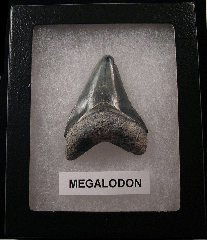 Authentic Florida Megalodon tooth for sale | Buried Treasure Fossils