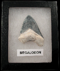 Florida BV Megalodon tooth for sale | Buried Treasure Fossils