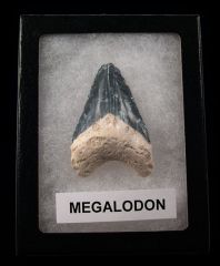 Authentic BV Megalodon tooth for sale | Buried Treasure Fossils
