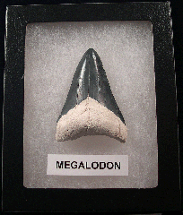Authentic Florida Megalodon tooth for sale | Buried Treasure Fossils