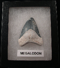 Authentic Florida Megalodon tooth for sale | Buried Treasure Fossils