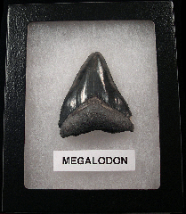 Authentic Florida Megalodon tooth for sale | Buried Treasure Fossils