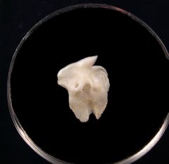 Greenland shark tooth for sale | Buried Treasure Fossils