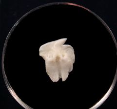 Somniosus shark tooth | Buried Treasure Fossils