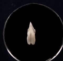 Somniosus upper jaw shark tooth| Buried Treasure Fossils