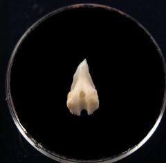 Greenland upper jaw shark tooth for sale| Buried Treasure Fossils