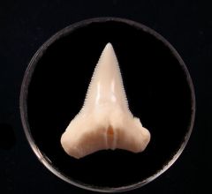 Big White Great Hammerhead tooth for sale | Buried Treasure Fossils
