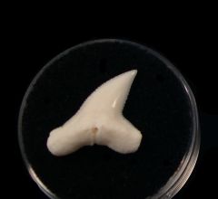 Great Hammerhead tooth | Buried Treasure Fossils