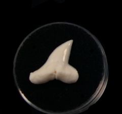 Sphyrna mokarran tooth for sale | Buried Treasure Fossils