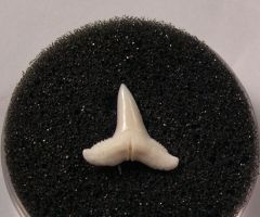 Lemon shark : Modern