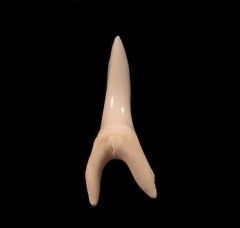 White modern Mako shark tooth for sale | Buried Treasure Fossils