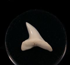 Large modern Isurus oxyrhnychus tooth for sale | Buried Treasure Fossils
