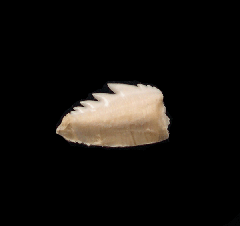 Broadnose Sevengill Cow shark tooth| Buried Treasure Fossils