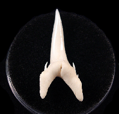 Smalltooth Sand Tiger Shark - Modern