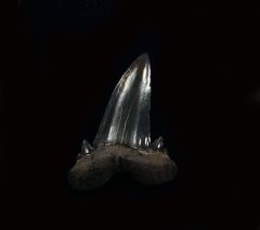 Scapanorhynchus texanus                     