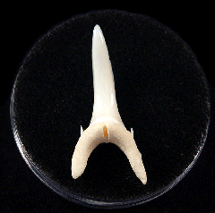 Modern Sand Tiger shark tooth for sale | Buried Treasure Fossils  
