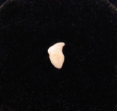 Whale shark tooth for sale | Buried Treasure Fossils